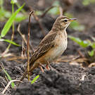 Pipit à dos uni