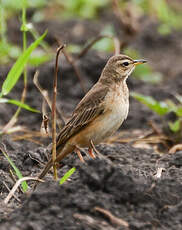 Pipit à dos uni