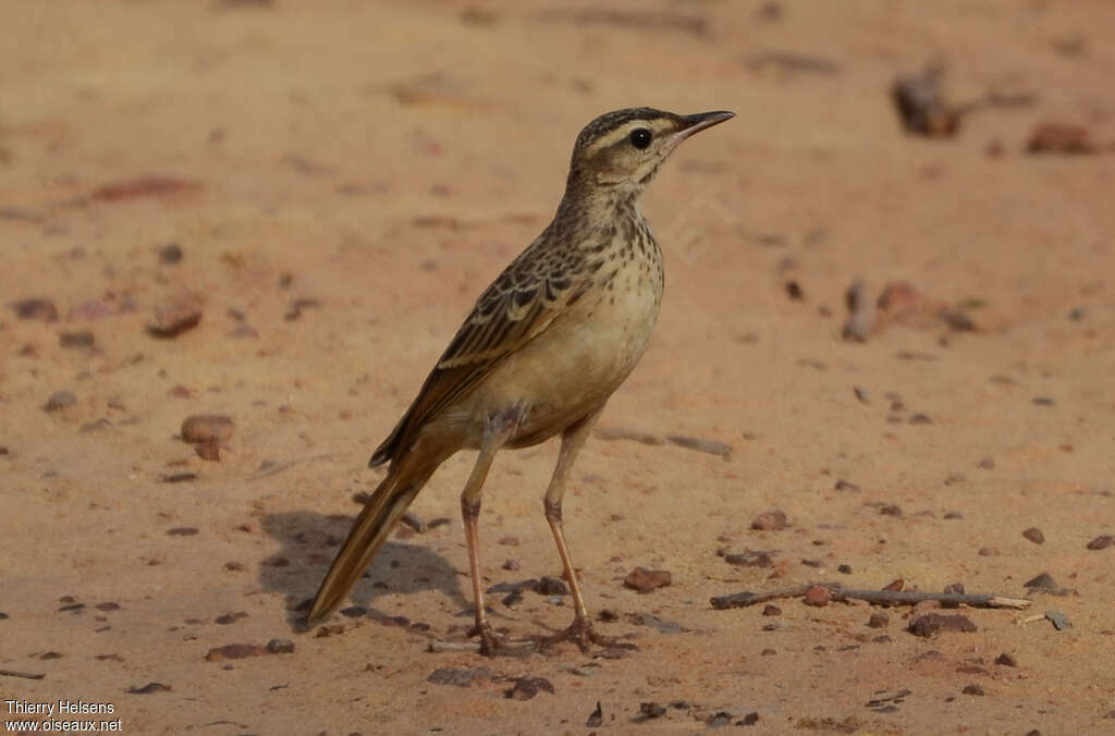 Plain-backed Pipitjuvenile, identification