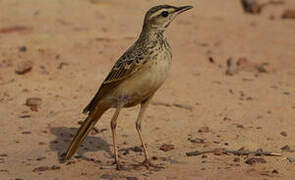 Plain-backed Pipit