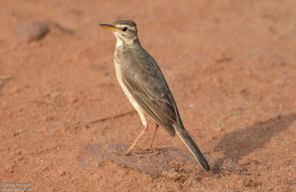 Plain-backed Pipitadult, identification