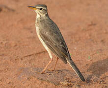 Pipit à dos uni