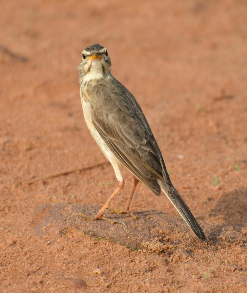 Pipit à dos uni