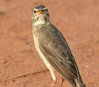 Pipit à dos uni