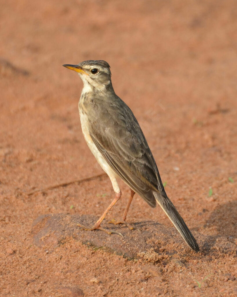 Pipit à dos uniadulte, identification