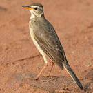 Pipit à dos uni