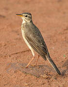 Plain-backed Pipit