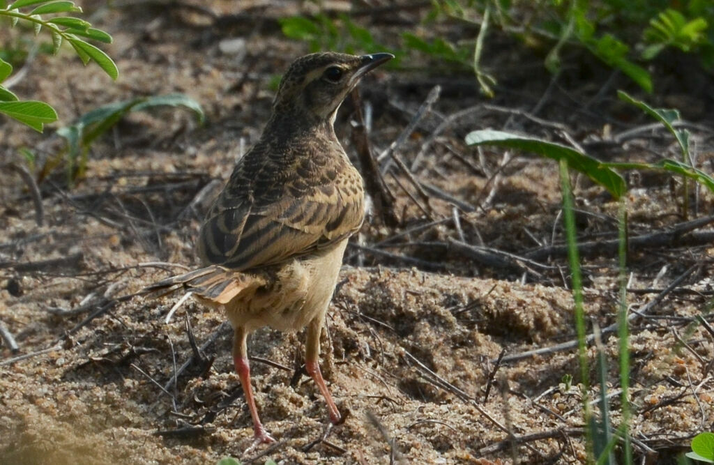 Pipit à dos unijuvénile, identification