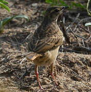 Pipit à dos uni