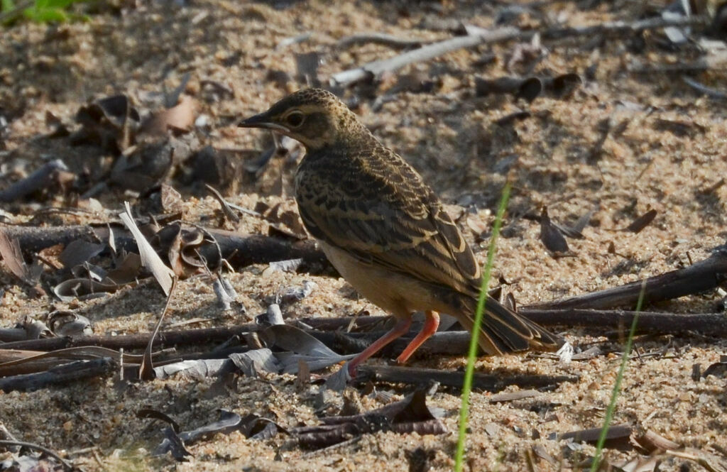 Pipit à dos unijuvénile, identification