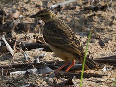 Plain-backed Pipit