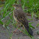Pipit à dos uni