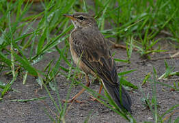 Pipit à dos uni