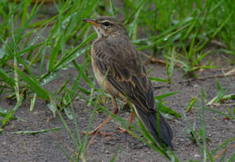 Pipit à dos uni