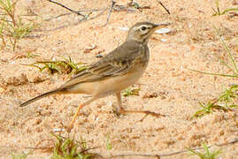 Pipit à dos uni