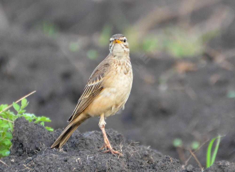 Pipit à dos uni, identification