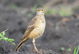 Plain-backed Pipit