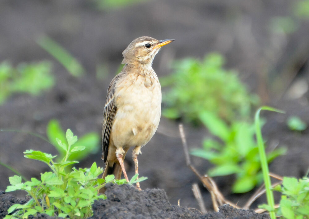 Plain-backed Pipitadult, identification