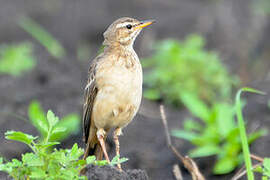 Pipit à dos uni