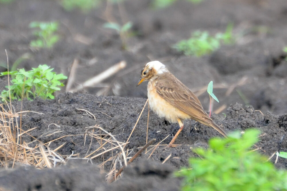 Pipit à dos uniimmature