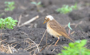 Pipit à dos uni