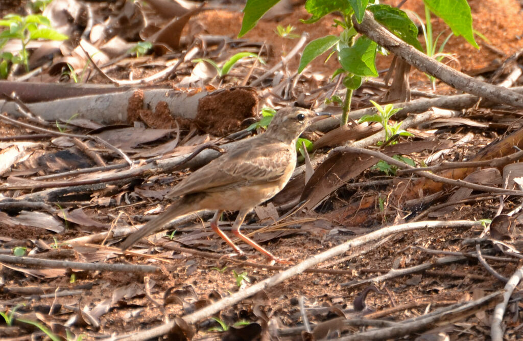 Pipit à dos uniadulte