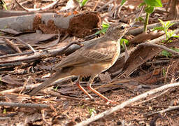 Pipit à dos uni