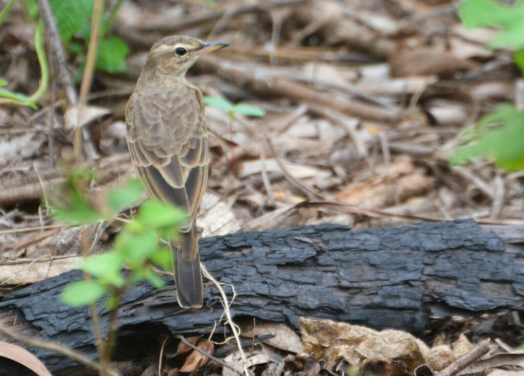 Plain-backed Pipitadult, identification