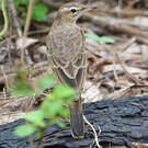Pipit à dos uni
