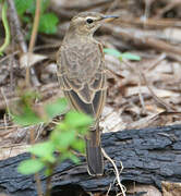 Plain-backed Pipit