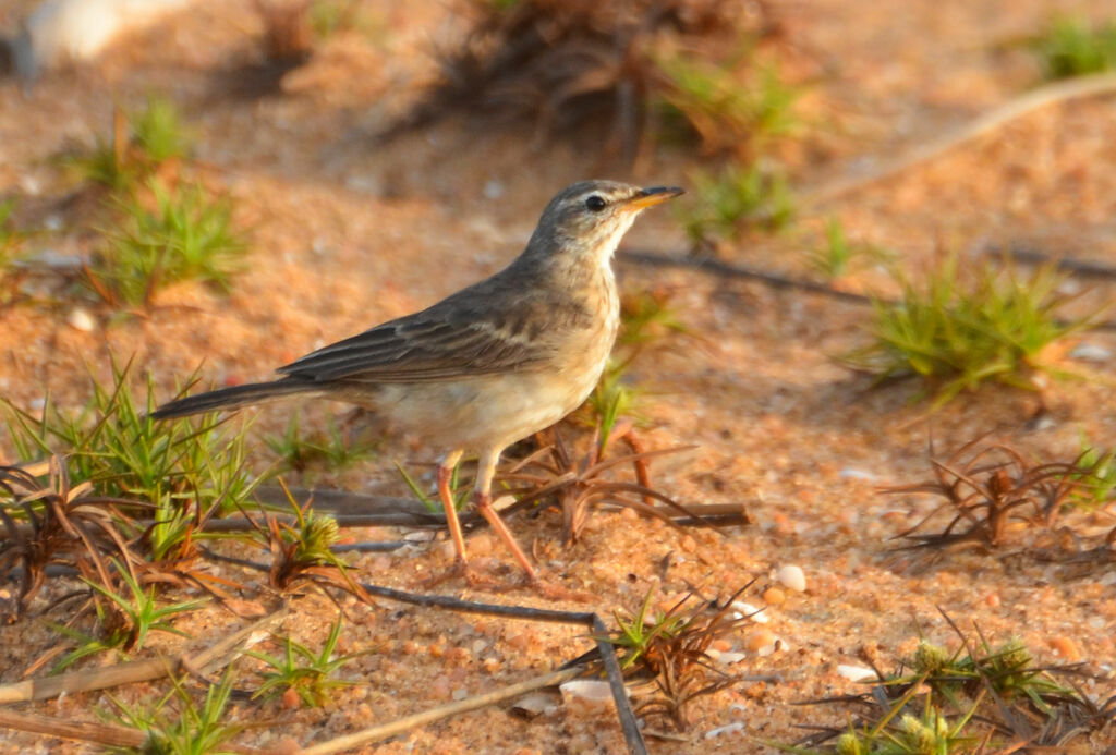 Pipit à dos uniadulte