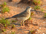 Pipit à dos uni