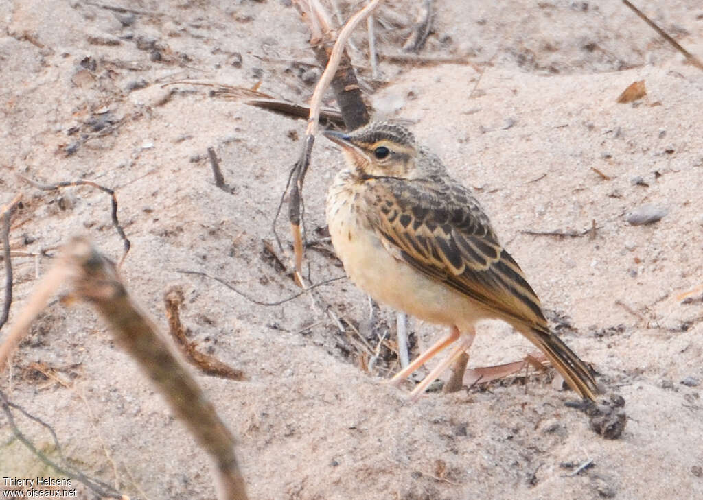 Plain-backed Pipitjuvenile, identification