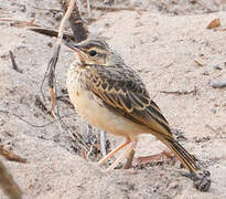 Pipit à dos uni