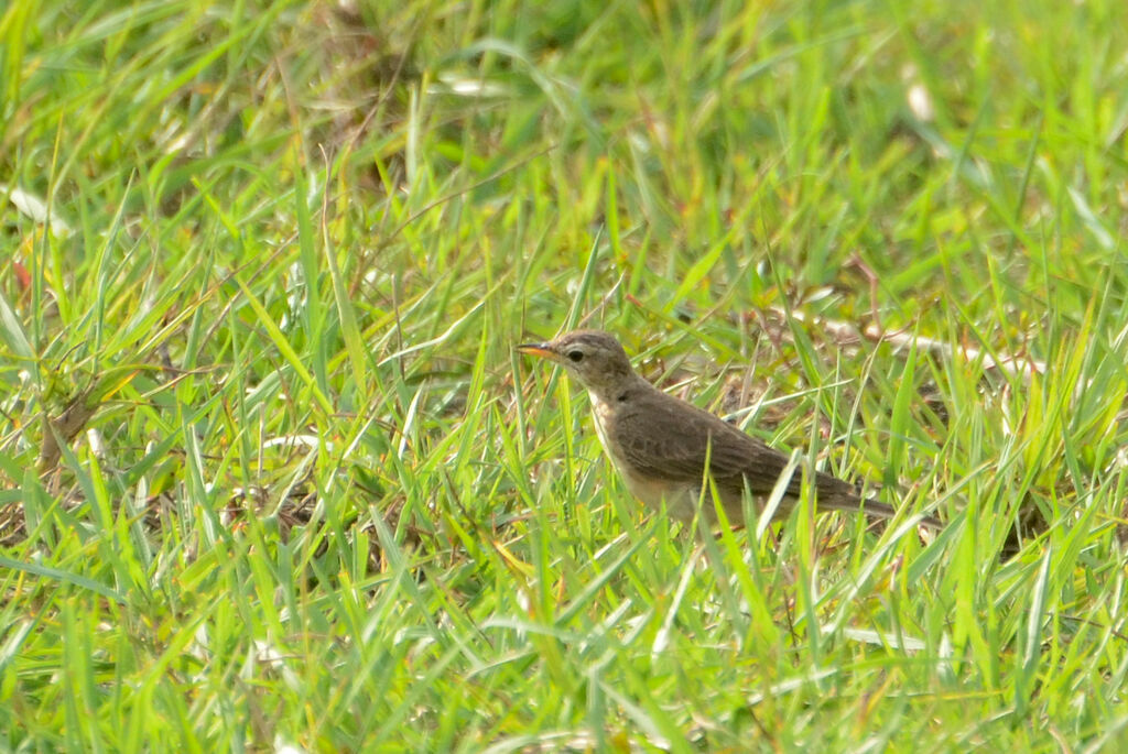 Pipit à dos uniadulte, identification