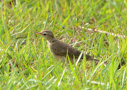 Pipit à dos uni