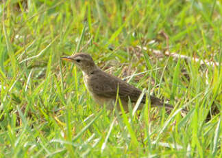 Pipit à dos uni