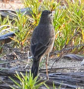 Long-legged Pipit