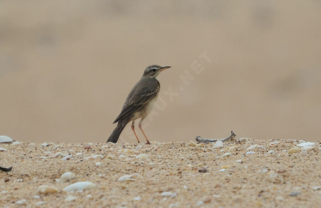 Pipit à longues pattesadulte, identification