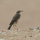 Pipit à longues pattes