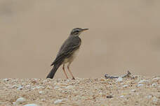 Pipit à longues pattes