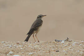 Long-legged Pipit