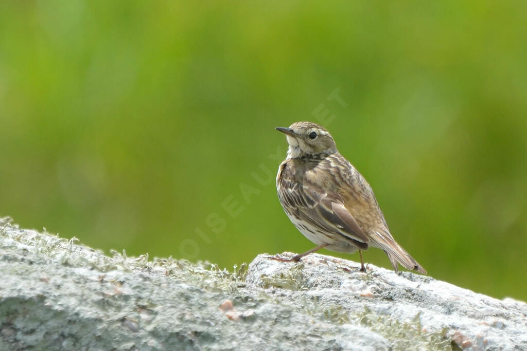 Pipit farlouseadulte