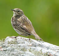 Meadow Pipit