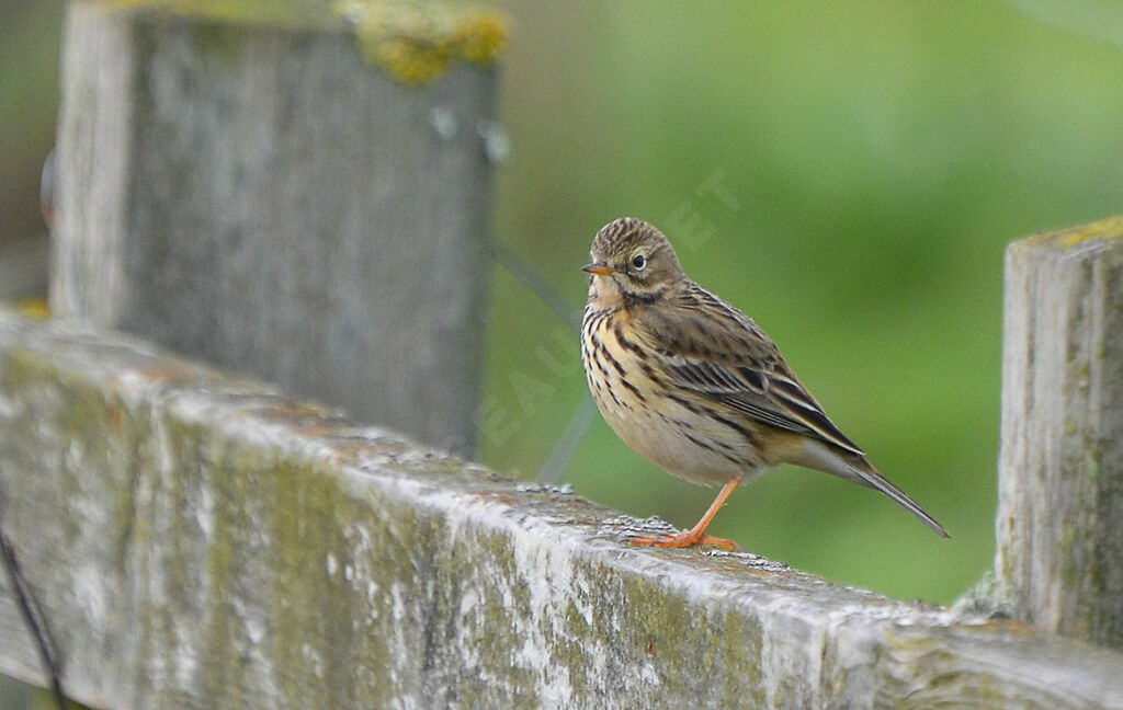 Pipit farlouseadulte