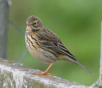 Pipit farlouse