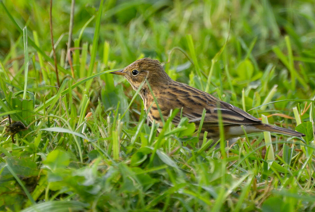 Pipit farlouseadulte