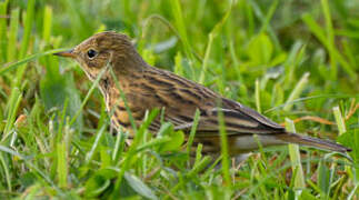 Meadow Pipit