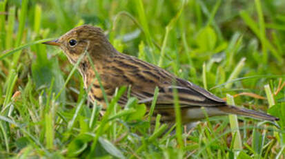 Pipit farlouse