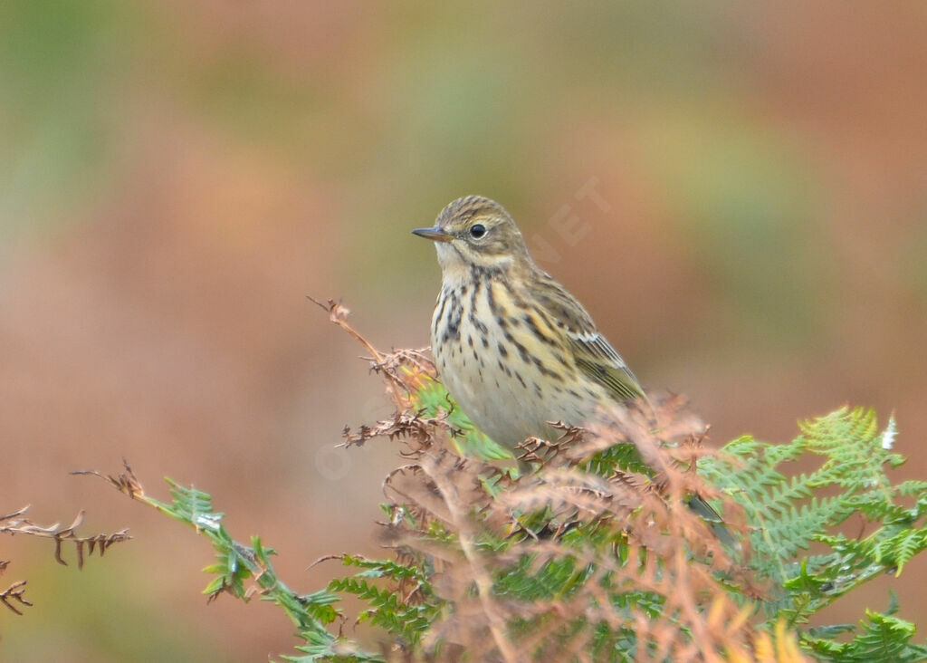 Meadow Pipitadult, identification